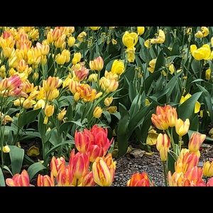 Meet your Posher, Ginger